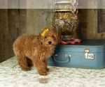 Small #3 Miniature Labradoodle
