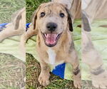 Small Labrador Retriever Mix