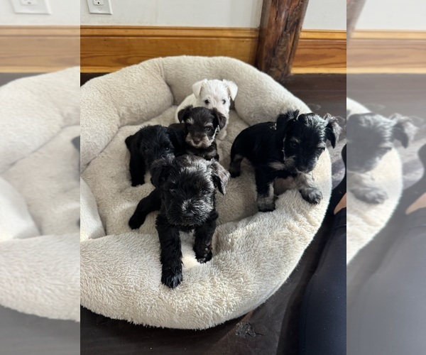 Medium Photo #2 Schnauzer (Miniature) Puppy For Sale in CATSKILL, NY, USA