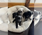 Small #1 Schnauzer (Miniature)