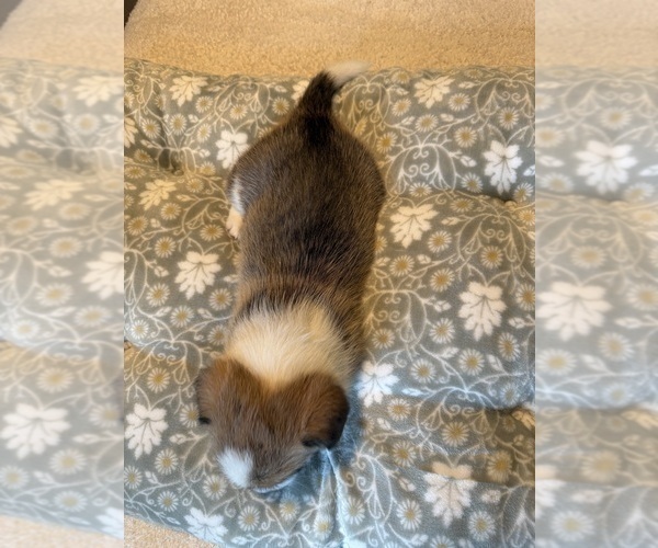 Medium Photo #27 Pembroke Welsh Corgi Puppy For Sale in GRAND RAPIDS, MI, USA