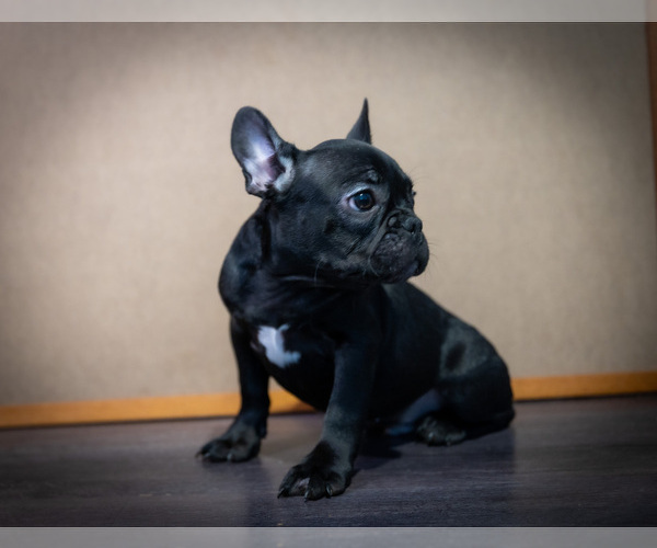 Medium Photo #1 French Bulldog Puppy For Sale in ONTARIO, CA, USA