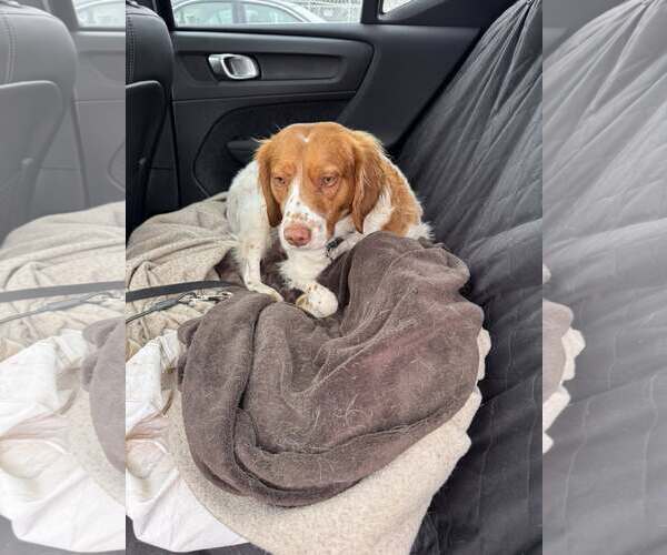 Medium Photo #5 Brittany Puppy For Sale in Curwensville, PA, USA