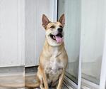 Small #39 Akita Mix