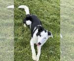 Small Border Collie