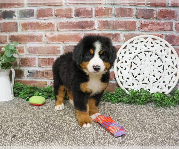 Medium Photo #6 Bernese Mountain Dog Puppy For Sale in SYRACUSE, IN, USA