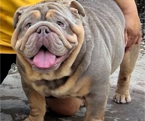 Father of the Bulldog puppies born on 05/07/2023