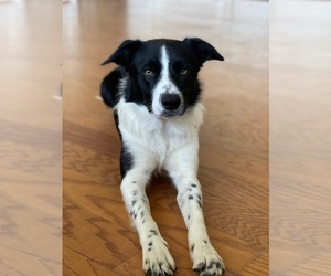 Father of the Border Collie puppies born on 10/19/2025
