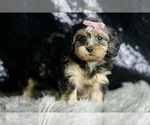 Small Photo #4 YorkiePoo Puppy For Sale in WARSAW, IN, USA