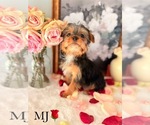 Small #15 Yorkshire Terrier