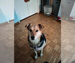 Small #17 German Shepherd Dog Mix