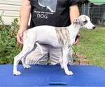 Small #1 Whippet