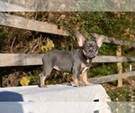 Puppy Puppy 2 French Bulldog
