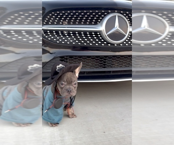 Medium Photo #7 French Bulldog Puppy For Sale in SCOTTSDALE, AZ, USA
