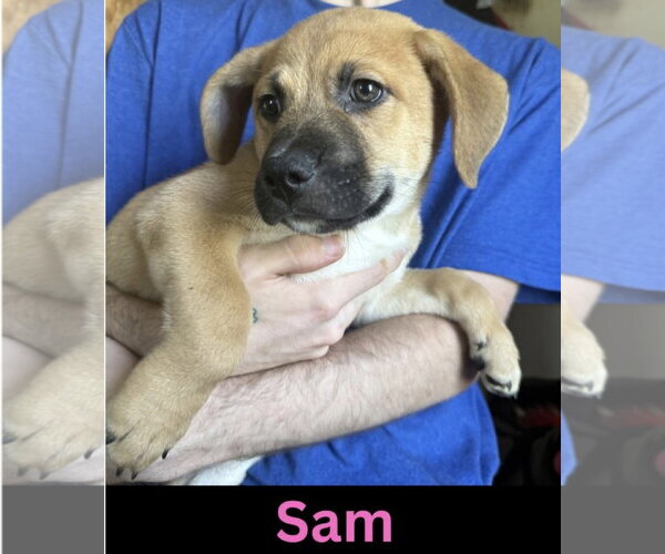 Medium Photo #1 Labrador Retriever-Unknown Mix Puppy For Sale in The Woodlands, TX, USA
