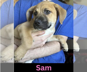 Labrador Retriever-Unknown Mix Dogs for adoption in The Woodlands, TX, USA