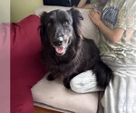 Small #9 Border Collie Mix