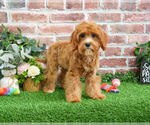 Small #3 Cavapoo (Miniature)