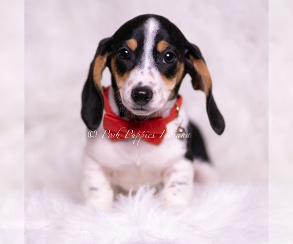 Medium Photo #2 Dachshund Puppy For Sale in WARSAW, IN, USA