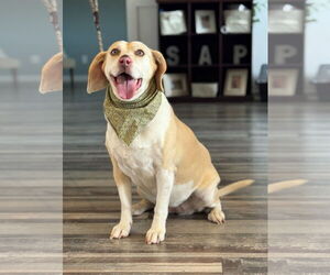 Beagle-Unknown Mix Dogs for adoption in Tampa, FL, USA