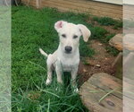 ABIGAIL - Female Labrador Retriever-Unknown Mix Dog for Adoption - Small photo