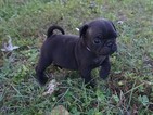Small Photo #11 Pug Puppy For Sale in CATLETT, VA, USA