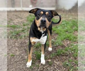 Staffordshire Bull Terrier-Unknown Mix Dogs for adoption in Modesto, CA, USA