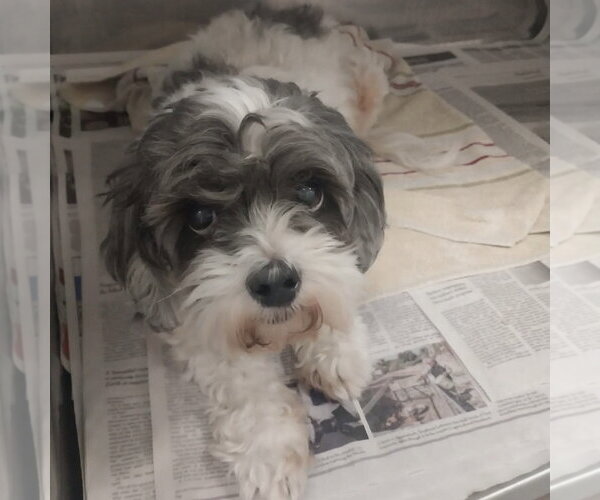 Medium Photo #3 Shih Tzu-Unknown Mix Puppy For Sale in Spring Lake, NC, USA