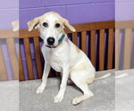 Small Labrador Retriever Mix