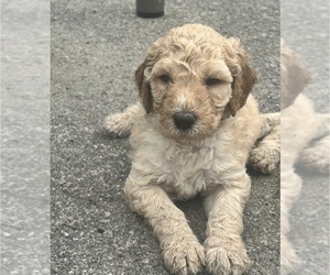 Medium Saint Berdoodle