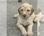 Puppy Big Ben Saint Berdoodle