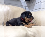 Small #10 Rottweiler