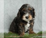 Small Photo #3 Cockapoo-Poodle (Miniature) Mix Puppy For Sale in GAP, PA, USA