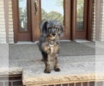 Small #1 Bernedoodle
