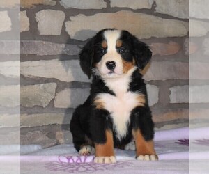 Bernese Mountain Dog Puppy for sale in FREDERICKSBG, OH, USA