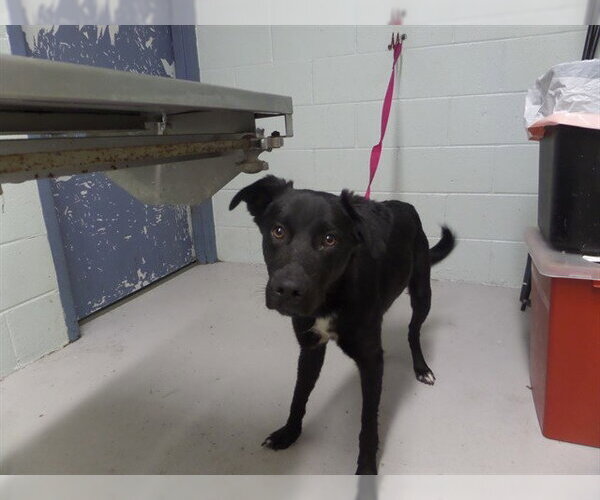 Medium Photo #1 Labrador Retriever Puppy For Sale in Augusta, GA, USA
