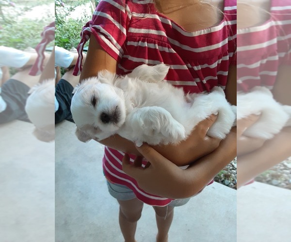 Medium Photo #3 Mal-Shi Puppy For Sale in NEWAYGO, MI, USA