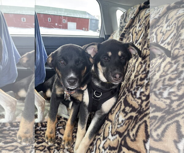 Medium Photo #3 Shepradors Puppy For Sale in Princeton, MN, USA