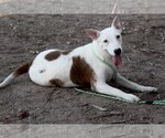 Small Photo #1 American Pit Bull Terrier-Bull Terrier Mix Puppy For Sale in El Centro, CA, USA