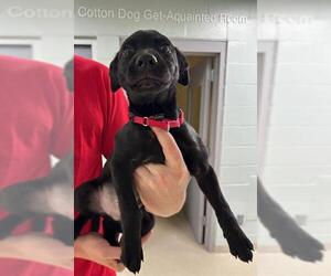 Medium Labrador Retriever Mix