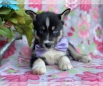Small Photo #1 Pomsky Puppy For Sale in LANCASTER, PA, USA