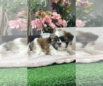 Small #6 Shih Apso