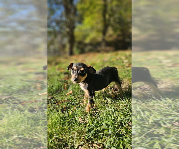 Medium Photo #3 Rat-a-pap Puppy For Sale in Springdale, PA, USA