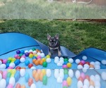Small Photo #6 French Bulldog Puppy For Sale in MARYVILLE, TN, USA