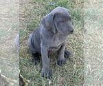 Small #1 Great Dane