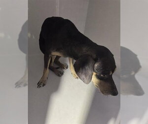 Chihuahua Dogs for adoption in Houston, TX, USA