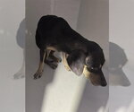 A662487 - Male Chihuahua Dog for Adoption - Small photo