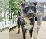 Small #4 Border Terrier Mix