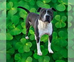 Small #14 American Bulldog