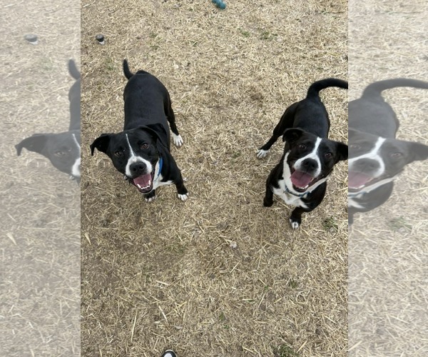 Medium Photo #12 Mutt Puppy For Sale in Sandy, UT, USA